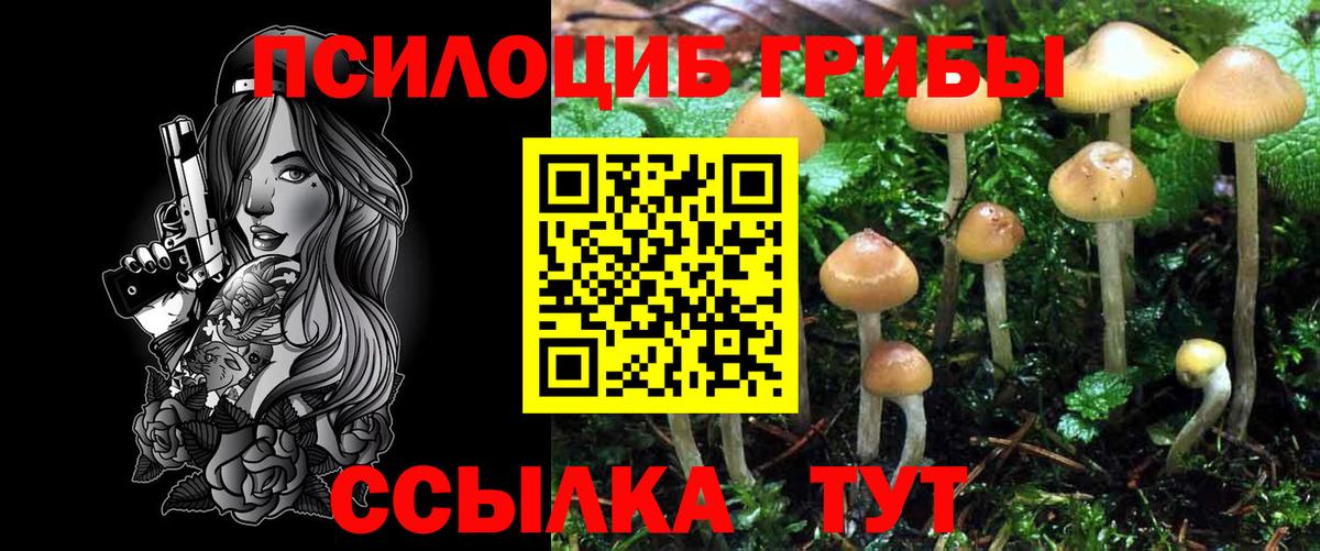 Псилоцибиновые грибы Cubensis Новочебоксарск